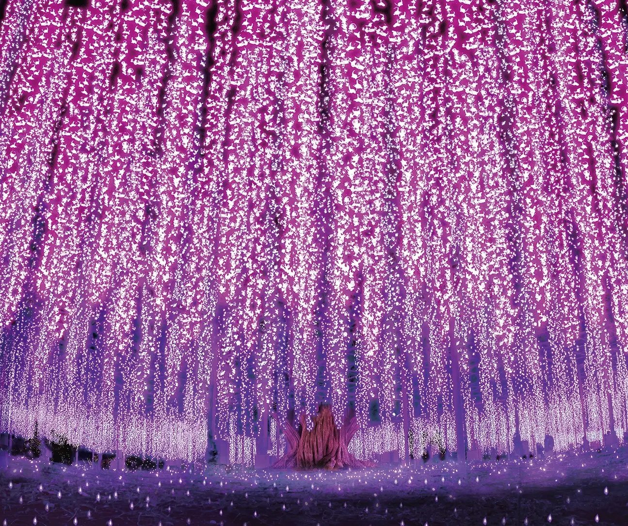 🌸 아시카가 플라워 파크 이미지 12